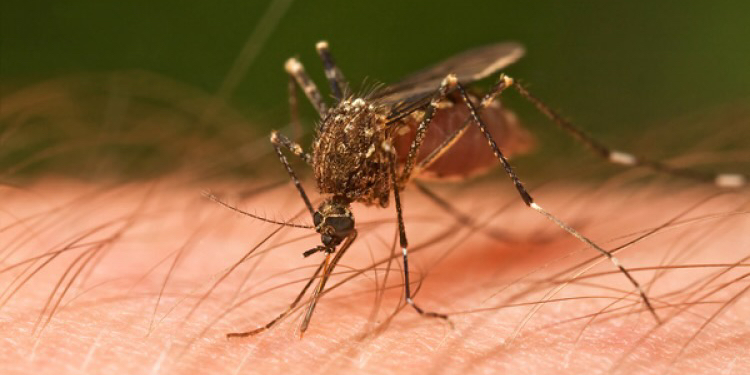 Șapte cazuri de malarie, înregistrate în Moldova în 2022, dintre care două letale