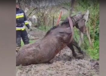 „Trage, trage, hai că reușim!”. Momentul în care salvatorii scot un cal căzut într-o groapă adâncă de peste 2 metri | VIDEO