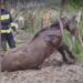 „Trage, trage, hai că reușim!”. Momentul în care salvatorii scot un cal căzut într-o groapă adâncă de peste 2 metri | VIDEO