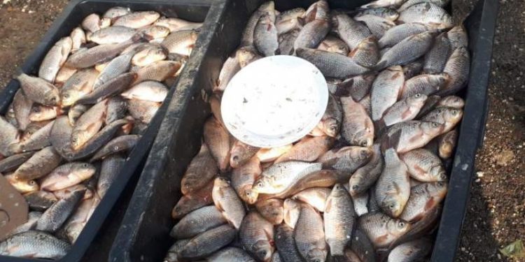 Pește pescuit ilegal sau transportat fără certificat de calitate: ANSA a verificat cum ajung pe rafturi produsele piscicole