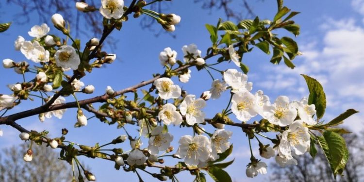 Primăvara își intră ușor în drepturi: Astăzi se așteaptă maxime de până la 13 de grade Celsius