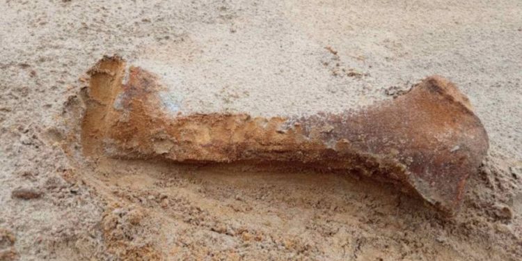 Os de rinocer descoperit în stânga Nistrului