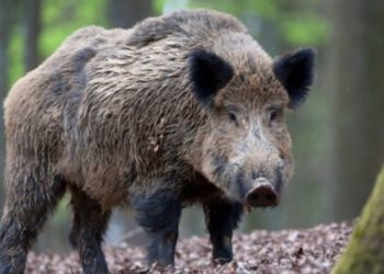 Африканская чума свиней: новый случай в Кантемирском районе