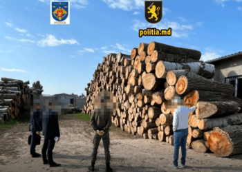 Defrișări ilegale de arbori – la Hîncești! Au fost efectuate perheziții la o fabrică de paleți