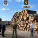Defrișări ilegale de arbori – la Hîncești! Au fost efectuate perheziții la o fabrică de paleți