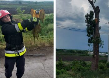 Salvatorii din nordul țării – în acțiune! Au salvat un papagal de rasă