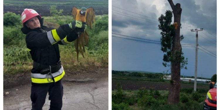 Salvatorii din nordul țării – în acțiune! Au salvat un papagal de rasă