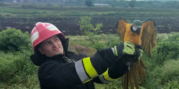 Необычная спасательная миссия: Пожарные пришли на помощь попугаю, улетевшему от дрессировщика | VIDEO