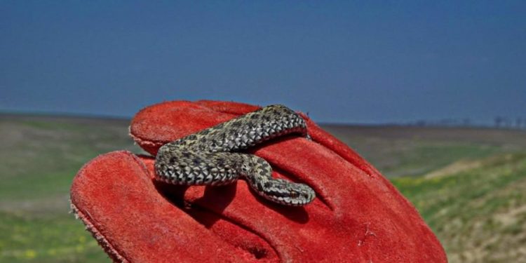 В Бельцах в одном из офисов обнаружили змею