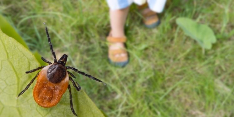 În Chișinău continuă luptă cu căpușele. Specialiștii de la „Spații Verzi” atenționează iubitorii de animale | VIDEO