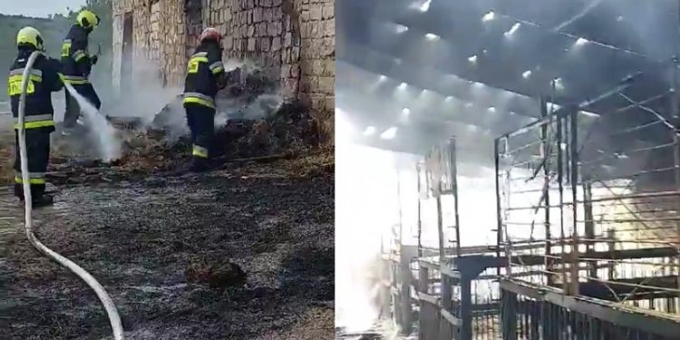 „Era foarte mult fum, nu vedeam, mergeam pe întuneric ca să salvăm animalele”. Detalii exclusive, oferite de antrenoarea de hipism despre incendiul care le-a distrus grajdul