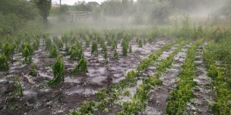 Din nou Cod Galben! Descărcări electrice cu ploi și vijelii