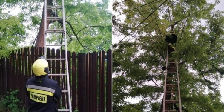 A urcat prea sus: Pompierii din Căușeni, alertați pentru a salva o pisică, blocată într-un copac