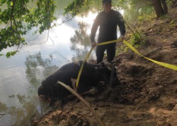 Operațiuni neobișnuite ale pompierilor. Au salvat o pisică și o vacă de 500 de kg | VIDEO