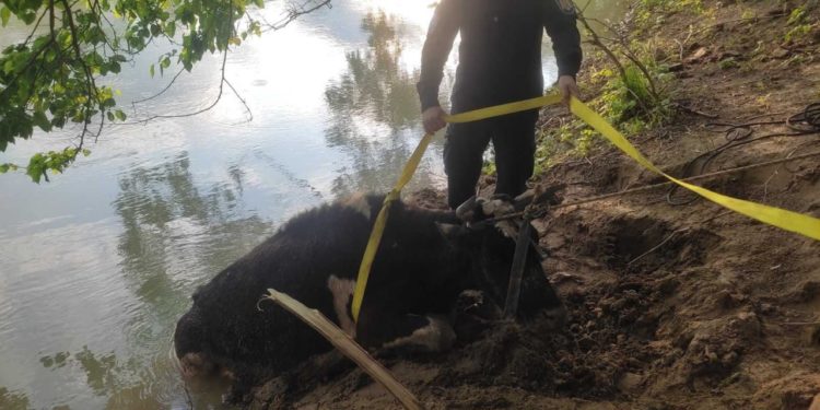 Operațiuni neobișnuite ale pompierilor. Au salvat o pisică și o vacă de 500 de kg | VIDEO