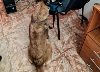 Reghina cu misiunile îndeplinite, un conațional depistat cu substanțe interzise