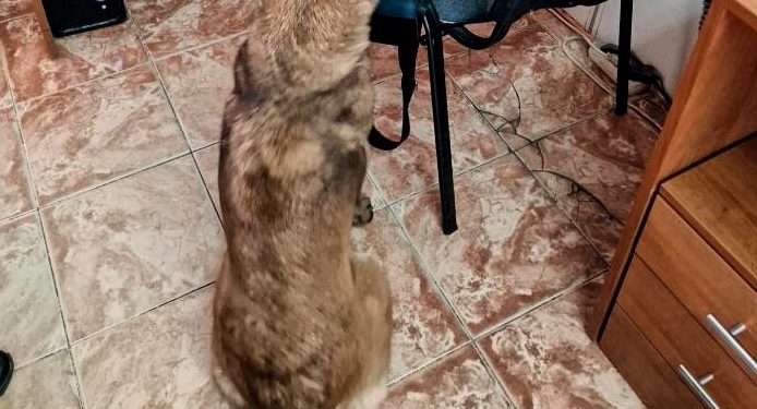 Reghina cu misiunile îndeplinite, un conațional depistat cu substanțe interzise