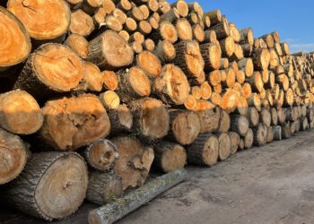 Peste 1.400 de arbori defrișați și prejudicii de 500.000 de lei. Detalii de la perchezițiile la o fabrică de paleți din raionul Hîncești | VIDEO