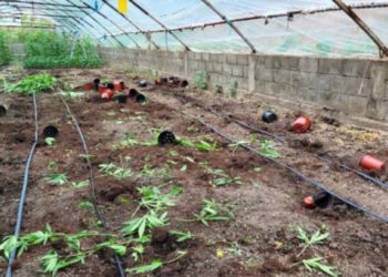 В Оргееве мужчина оборудовал теплицу, где выращивал коноплю