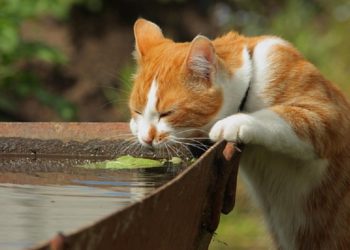 В Молдове синоптики предупредили о жаре до +35°C