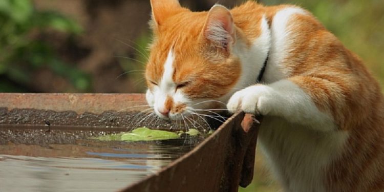 В Молдове синоптики предупредили о жаре до +35°C