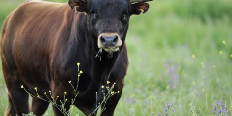 В Страшенах бык насмерть забодал мужчину