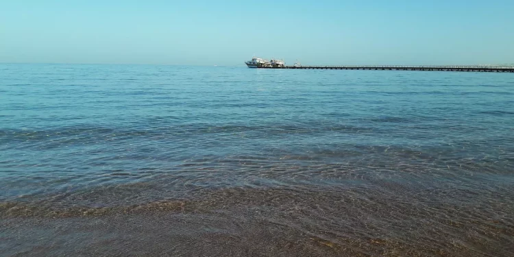 При нападении акулы в Египте погиб гражданин России