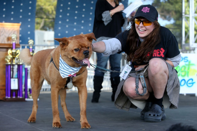 Povestea extraordinară a lui Scooter, desemnat „cel mai urât câine din lume”. Imaginile unui concurs inedit și cu mesaj puternic | FOTO