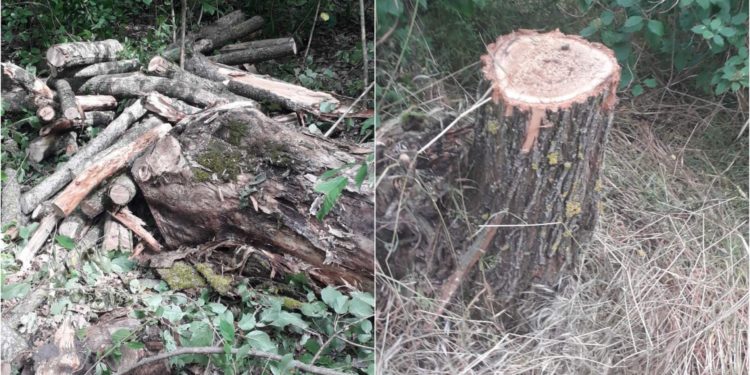 Peste 60 de copaci, defrișați ilegal în pădurile din nordul țării. Cu ce amenzi s-au ales făptașii