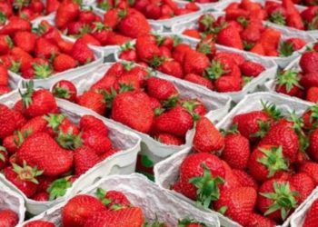 Клубника в Молдове существенно подешевела: в чем причина и как долго это продлится?