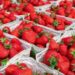 Клубника в Молдове существенно подешевела: в чем причина и как долго это продлится?