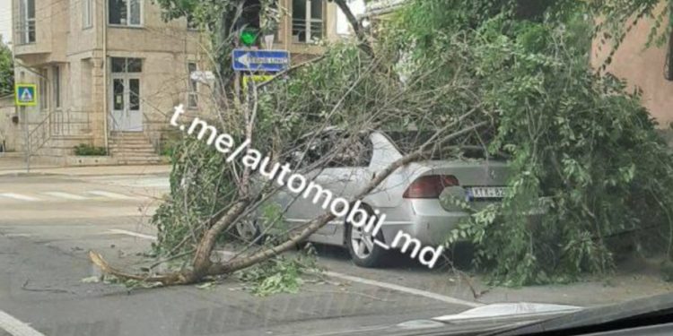 Șofer ghinionist: Un copac a căzut peste automobilul său, chiar în centrul Capitalei