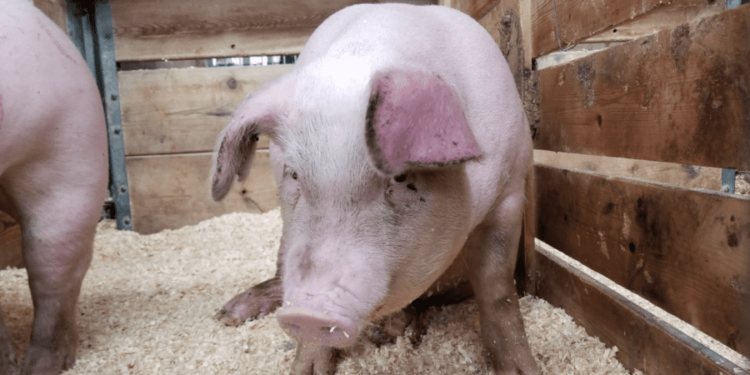 ANSA: Riscul izbucnirii unui nou focar de pestă porcină este persistent. Instituția va oferi recompensă pentru cei care vor notifica despre depistarea cadavrelor de mistreți | VIDEO