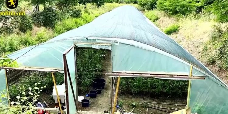 Sistem de irigare și ventilare, termometre și lămpi moderne: Cum arăta sera cu cânepă de 8.000.000 de lei, a unui locuitor din raionul Orhei | VIDEO