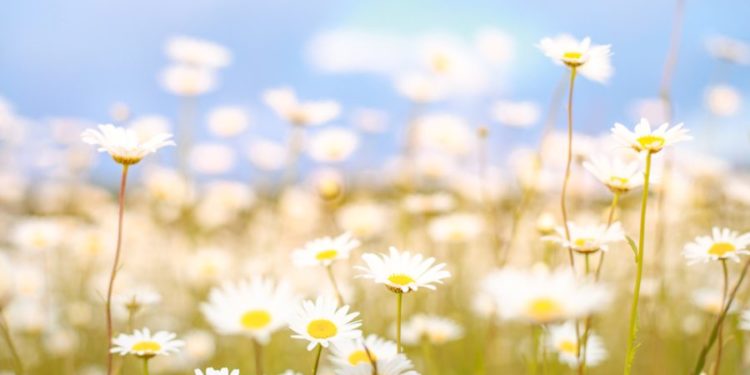 Тепло и без осадков: прогноз синоптиков на воскресный день