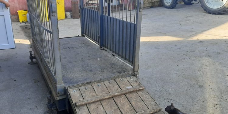 „Combatem riscul aparițiilor focarelor de boli”. ANSA anunță scopul controalelor inopinate, organizate la abatoarele, fermele, dar și piețele din țară | VIDEO