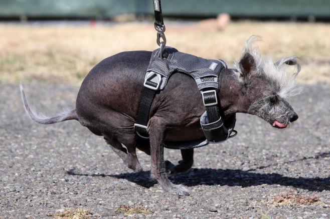 Povestea extraordinară a lui Scooter, desemnat „cel mai urât câine din lume”. Imaginile unui concurs inedit și cu mesaj puternic | FOTO