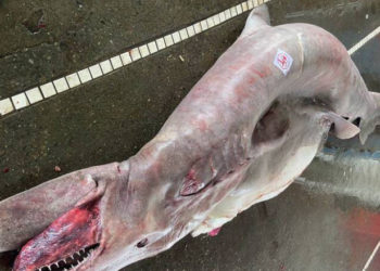 O creatură marină rară, de peste 800 de kilograme, prinsă de pescari în Taiwan