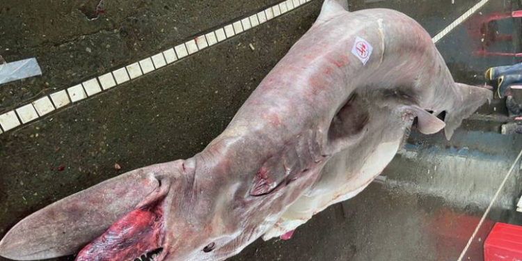 O creatură marină rară, de peste 800 de kilograme, prinsă de pescari în Taiwan