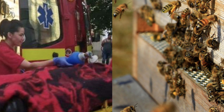 В Румынии рой пчел напал на трехлетнего ребенка. Врачи извлекли более 70 жал