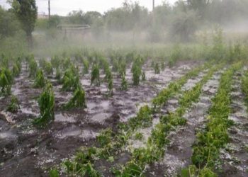 Практически уничтожили поля, сады и огороды: ливни с градом обрушились на Молдову