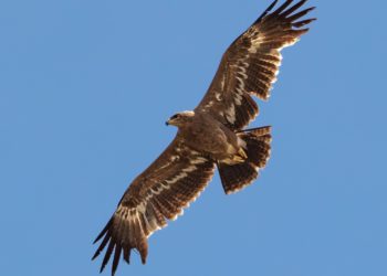 В Молдову ненадолго прилетел степной орел. Этот вид птиц последний раз в стране видели 60 лет назад