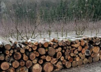 Tăieri ilicite în păduri: 13 persoane au fost concediate în perioada anilor 2022-2023, anunță „Moldsilva”