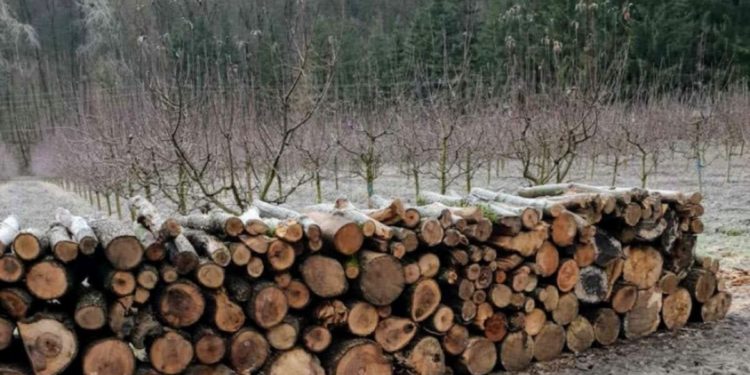 Tăieri ilicite în păduri: 13 persoane au fost concediate în perioada anilor 2022-2023, anunță „Moldsilva”