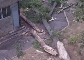 Un copac s-a prăbușit în curtea unui liceu din sectorul Botanica al Capitalei