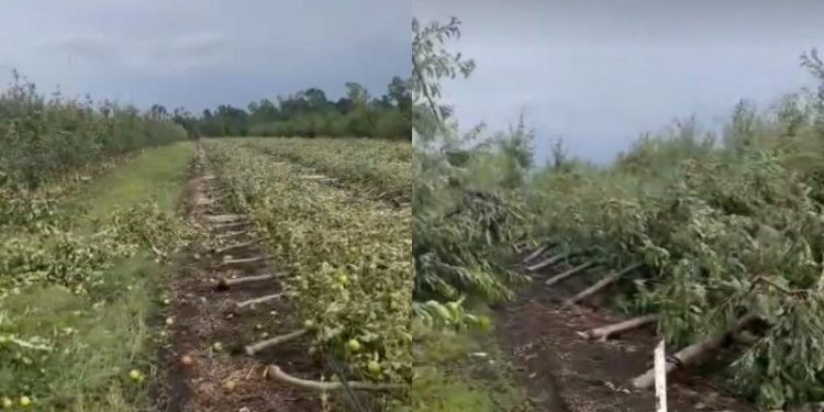 Imagini dezastruoase la Edineț. O livadă, făcută una cu pământul de furtună: „Peste noaptea am rămas fără nimic”