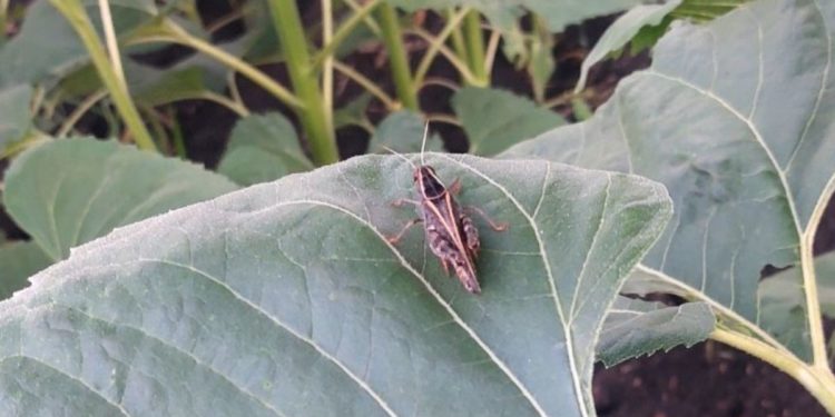 Invazie de lăcuste, la Sîngerei: Un fermier se plânge că dăunătorii i-au afectat 100 de hectare de floarea-soarelui. Reacția ANSA | VIDEO