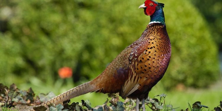 Agenția de Mediu laudă, iar ornitologii critică aducerea celor 400 de fazani din Ungaria: „Instituțiile de stat își bat singuri din palme, dar este exact pe dos”