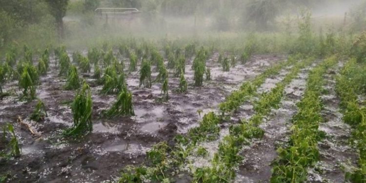 Lovitură grea pentru agricultori! Grindina din ultimele zile a distrus sute de hectare de culturi