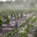 Lovitură grea pentru agricultori! Grindina din ultimele zile a distrus sute de hectare de culturi